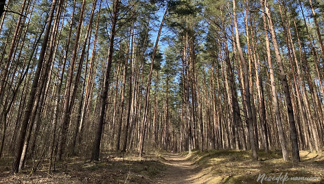 Pasivaikščiojimas Bukčių kilpa Vilniuje