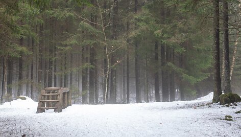 Jomantų mi&scaron;ko pažintinis takas