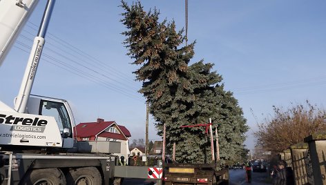 Teatro aikštėje klaipėdiečius džiugins gyva eglė.