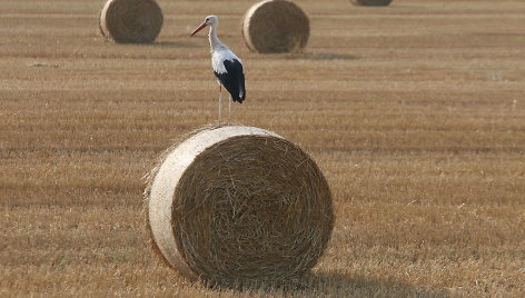 Šienas