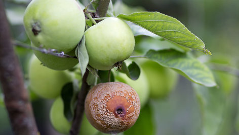 Kodėl ant vaismedžių pūva obuoliai?