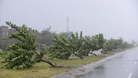 Taifūno Nari nulenkti medžiai