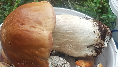 Varėnos rajone rastas 900 gramų sveriantis baravykas