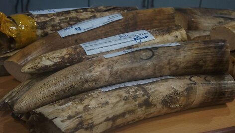 Malaizija konfiskavo beveik 1 mln. dolerių vertės retų gyvūnų dalių kontrabandos siuntą