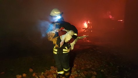 Šilutės rajone iš gaisro teko gelbėti kalakutus, vištas ir putpeles