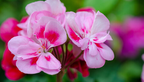 Pelargonijos