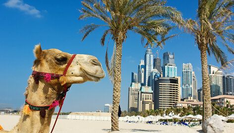 Kupranugaris Dubajuje, JAE 