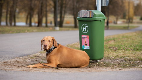 Socialinė akcija šunų savininkams Kaune