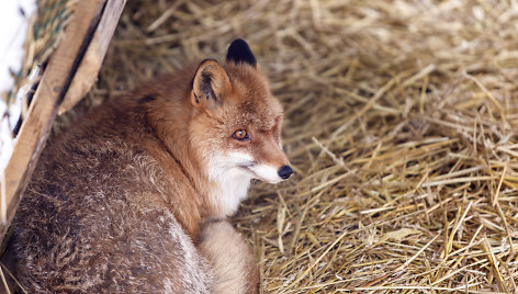 Žiema zoologijos sode