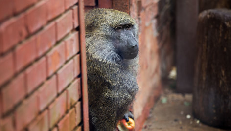 Beždžionių gyvenimas Kauno zoologijos sode