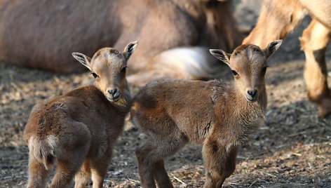 Berberiniai avinai Kauno zoologijos sode