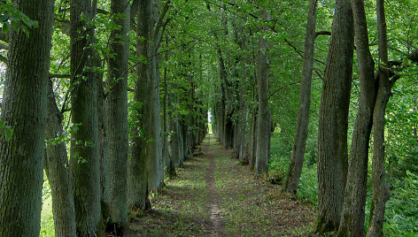 Daniliškio liepų alėja