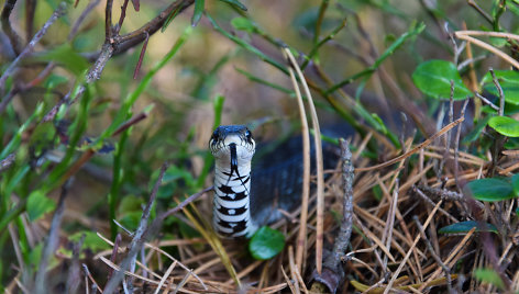 Jolitos Pretkutės nuotraukose – miškuose tūnančios gyvatės