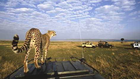 Kenijoje safaris – galimybė akis į akį susitikti su gepardu