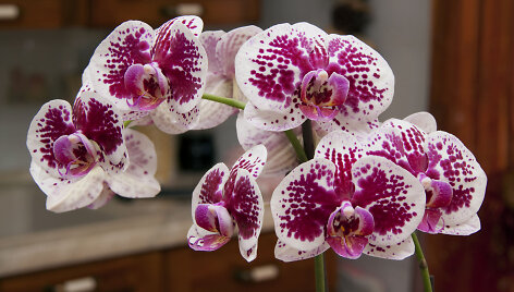 Orchidėjos.
