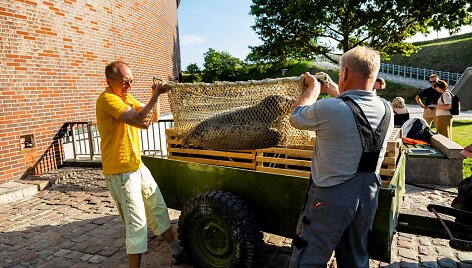 Į audringą jūrą pirmadienį paleisti ruoniukai.