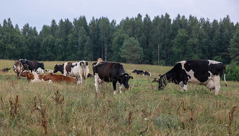 Jaunieji Prienų rajono ūkininkų ūkis