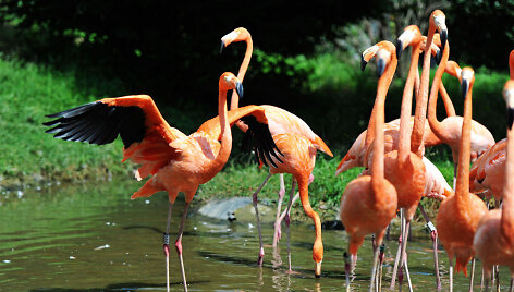 Flamingai laukinės gamtos parke Čingdao mieste
