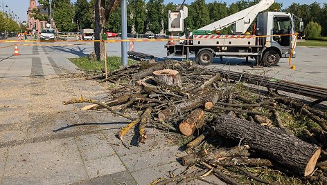 Vilniaus Lukiškių aikštėje pašalintos nudžiūvusios liepos