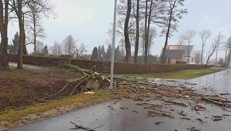 Žvirgždaičiuose lūžo medžiai