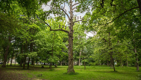 Kauno ąžuolyno parkas