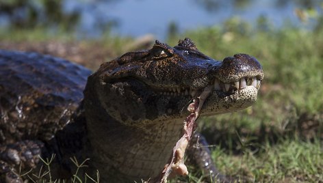 Krokodilinis kaimanas