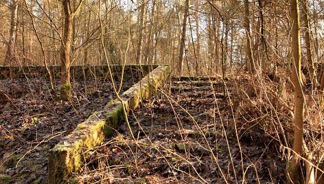 Grybi&scaron;kių ąžuolo pėsčiųjų mar&scaron;rutas