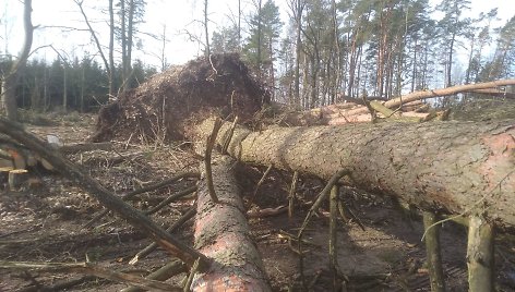 Nuvirtę medžiai Ukmergės rajone