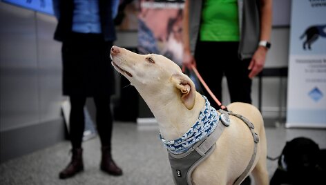 Helsinkio oro uoste &scaron;unys mokomi užuosti koronavirusą