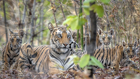 Indijos tigrė su jaunikliais