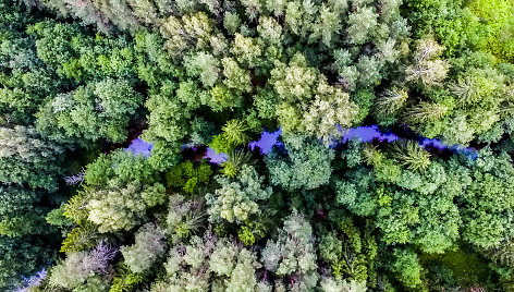 Aukštaitijos nacionalinis parkas ir Labanoro giria iš paukščio skrydžio