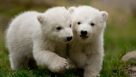 Baltosios meškos jaunikliai Miuncheno zoologijos sode