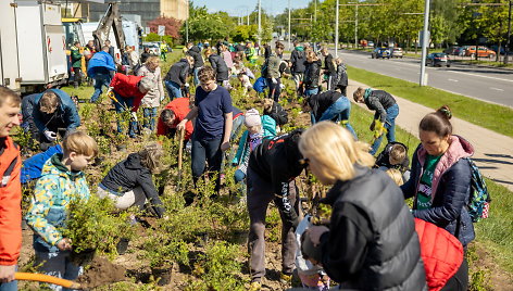 Krūmų sodinimo talka