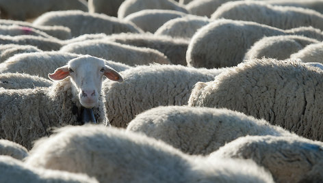 Vilna gaunama ne tik iš avių