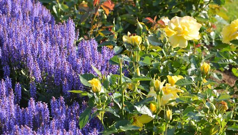 Rožynas. Rožė 'Friesia' su &Scaron;iliniu &scaron;alaviju Salvia nemorosa 'Blauhugel'