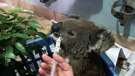 Gaisrai Australijoje naikina koalų populiaciją