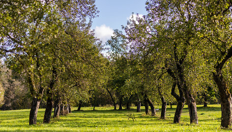 Saulėtas rudens rytas