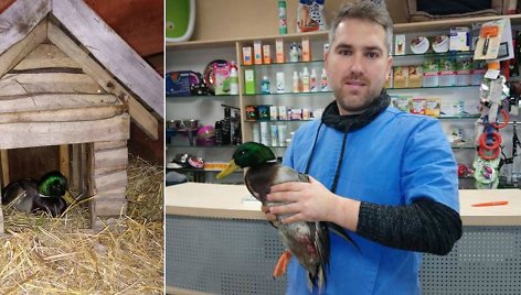 Veterinaras paaiškino, kaip reikės su paukščiu elgtis, kuo jį lesinti