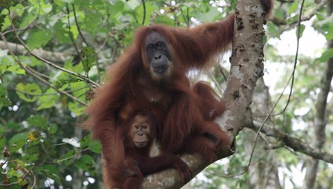 Orangutanas su jaunikliu