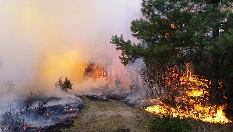 Gaisras Kur&scaron;ių Nerijos nacionaliniame parke 