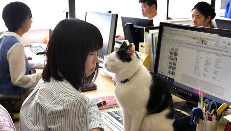 Nuo streso Japonijos darbuotojus gelbsti biuruose gyvenantys katinai