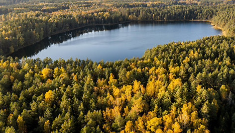 Ruduo Labanoro girioje