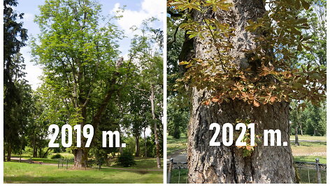 Salantų ka&scaron;tonas 2019 ir 2021 m.