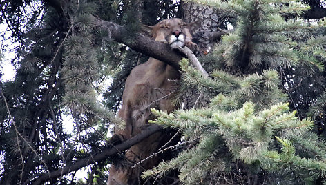 Čilės sostinėje iš medžio išgelbėta laukinė puma