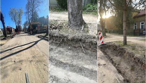 Vykdant J.Mateikos g. Kaune remonto darbus, manoma, buvo pažeisti medžiai