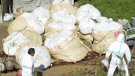 Didžiuliai maišai su paskerstomis vištomis