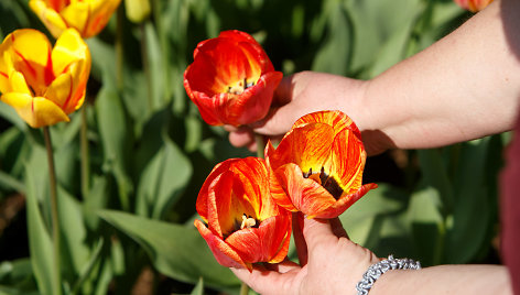 Tulpės botanikos sode
