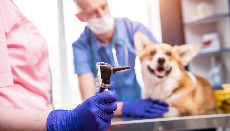 Kalytę išgelbėjusi veterinarė ragina būti atsakingais: „Kiekvienas gyvūnas vertas priežiūros“