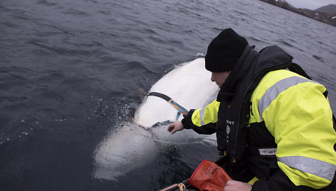 Prie Norvegijos krantų žvejus gąsdinęs baltasis banginis beluga