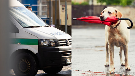 Policija ir labradoras